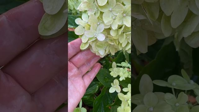 Зелёная принцесса гортензия *ГАРДЕНЛАЙТ ГРИНЛАЙТ/Gardenl смотреть онлайн