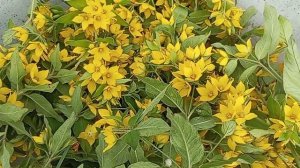 Вербейник обыкновенный не просто садовый цветок