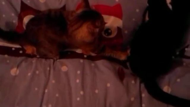 Игрушечные страсти и кошачьи будни. Сезон 2. Серия 3 смотреть онлайн