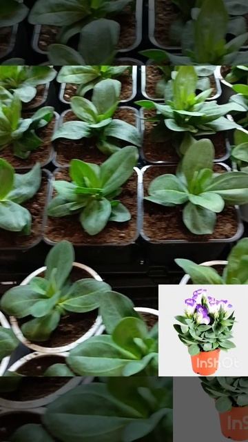 Рассада низкорослой эустомы возрастом до 90 дней #расс?