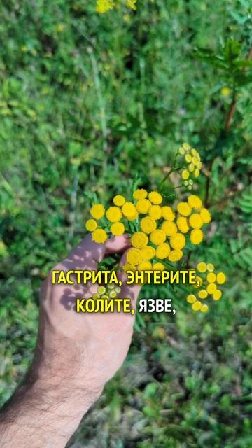 Пижма - от глистов, для печени и желудка #лекарственные смотреть онлайн