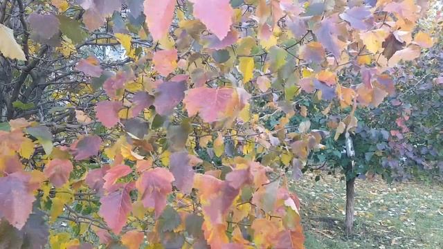 Осень. Осенние листья. Видео для души. Видео для релакс