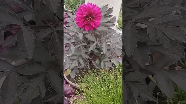 Красавец необыкновенный! Георгина "Аruna"! Но в продаже ? смотреть онлайн