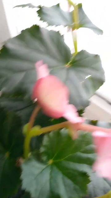 Бегония. Январь. ❄🌸❄ смотреть онлайн