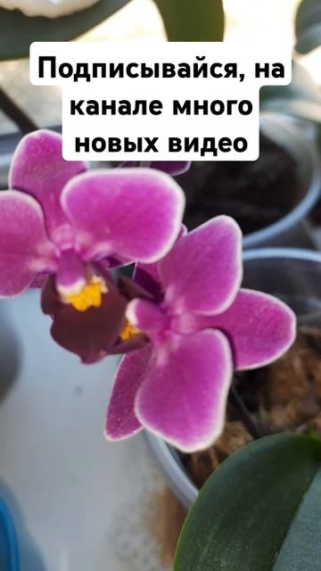 про орхидеи смотреть онлайн