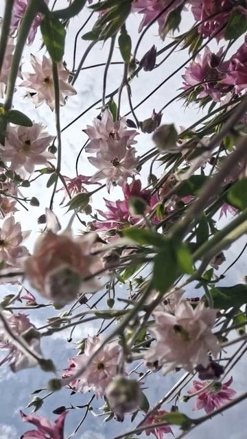 Аквилегия (водосбор)... как есть... #цветы #сад #flowers #garden смотреть онлайн