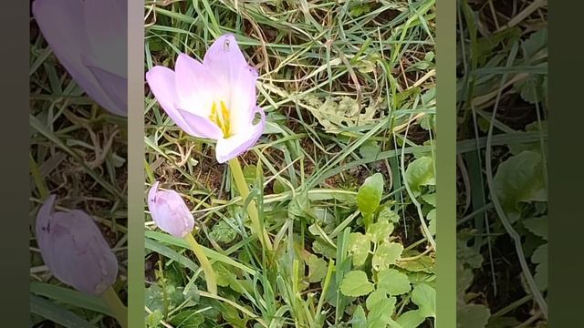 Красота ниоткуда. Не сажала, Ещё удивилась весной лист смотреть онлайн