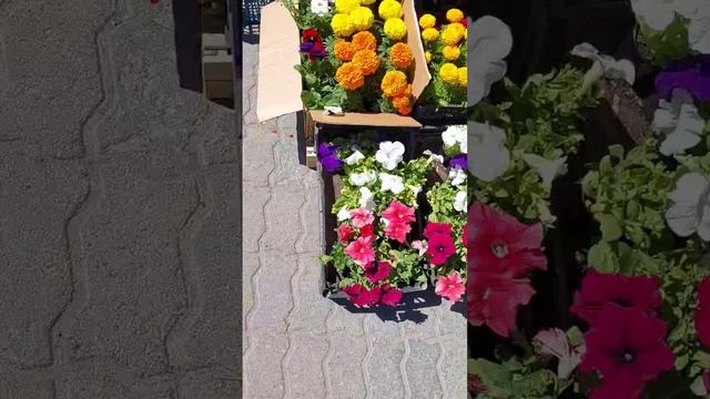 Цветы на Балтийской в Барнауле смотреть онлайн