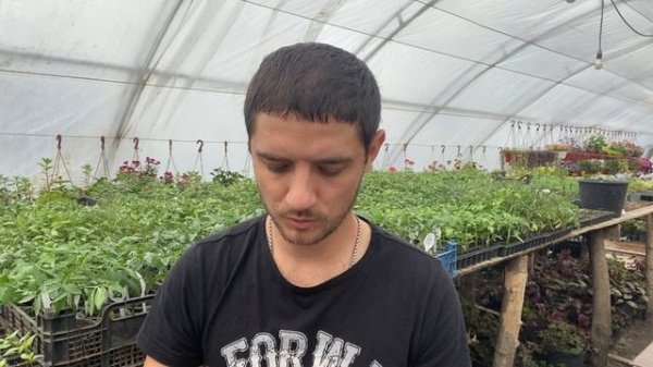 3 важные обработки томатов от болезней перед высадкой. Против - фитофторы, альтернариоза, гнилей.