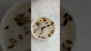 ЦИННИЯ семена замачивать или нет ?