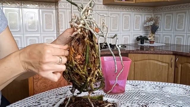 Орхідея ,, Легато " королівський пеньок !!!🌸❤️🪴 смотреть онлайн