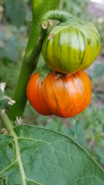 Баклажан! горшочный | Aubergine als Topfpflanze #баклажан #auberginen #п смотреть онлайн