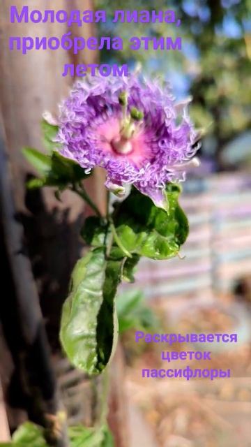 #севернаямаракуйя #пассифлора #лиана #мойсад