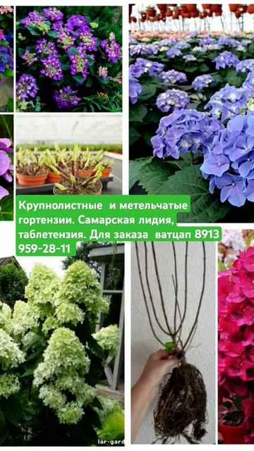 для заказа  8913 959-28-11