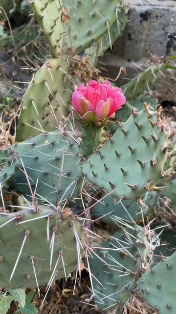 Опунция 🌼🌸#2024 #travel #крым #nature #my смотреть онлайн