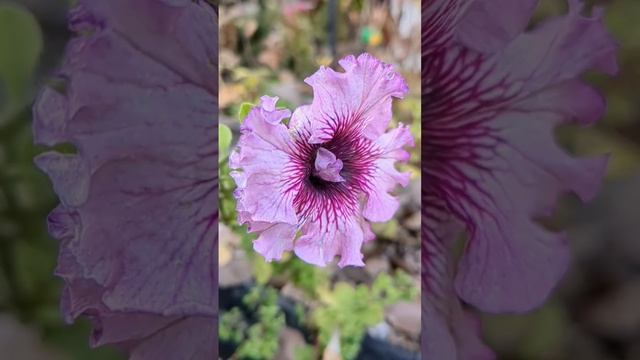 Самые выносливые к заморозкам растения в нашем саду🌸 смотреть онлайн