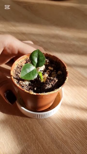 Замиокулькас из листика 🥰 смотреть онлайн