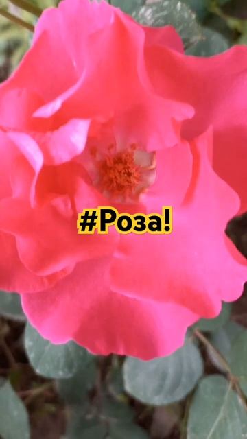 Начали цвести розы! лайк,подпишись! #сад#огород#розы#жа смотреть онлайн