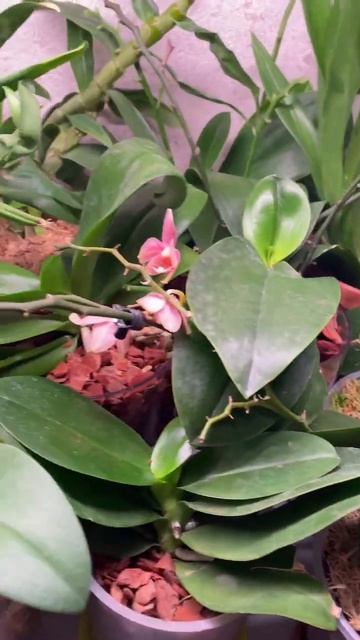 #orchid #цветы #орхидеи #orchidee #orchidlover #фаленопсис #орхидея #f смотреть онлайн