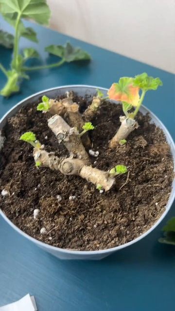 Зонартик после обрезки осенью смотреть онлайн