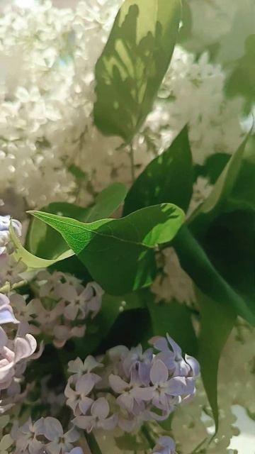 #ксенияcv #nature #весна #май2024 #любовь смотреть онлайн