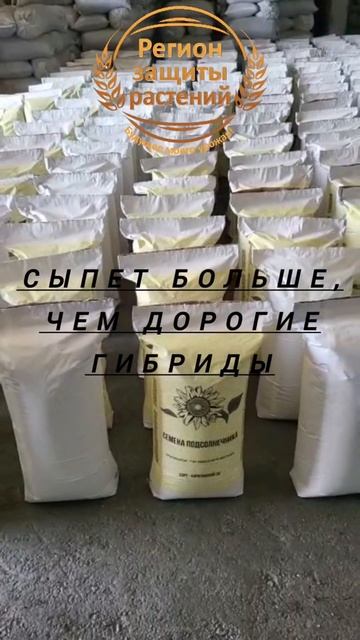 #shorts #семенаподсолнечника #регионзащитырастений #гибр смотреть онлайн