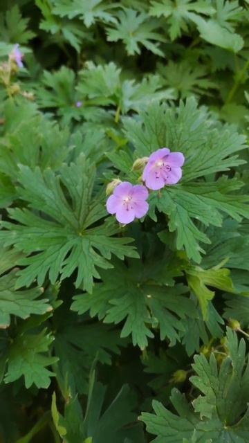 Удивительно,но это растение обладает лечебными свойс? смотреть онлайн