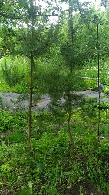 Сосна обыкновенная, крупномер смотреть онлайн