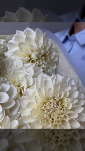 Авторский монобукет из георгинов Boom Boom White 3 - Обзор смотреть онлайн