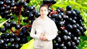 ❤️ Лечебные свойства бузины ❤️