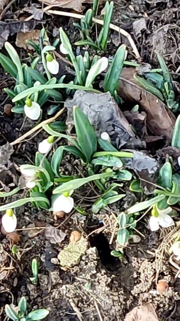 ЦВЕТЫ ПОДСНЕЖНИКИ смотреть онлайн