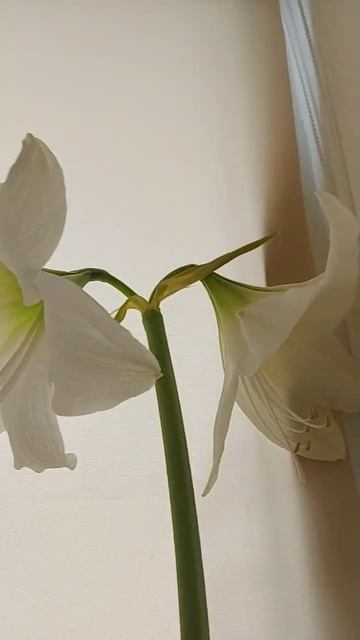 Гиппеаструм распустился! Беляш смотреть онлайн