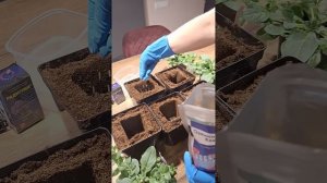 Цион или осмокот? проведу эксперимент..