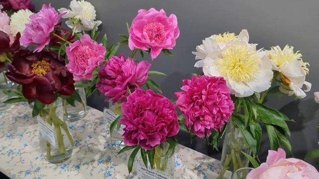 Выставка пионов смотреть онлайн