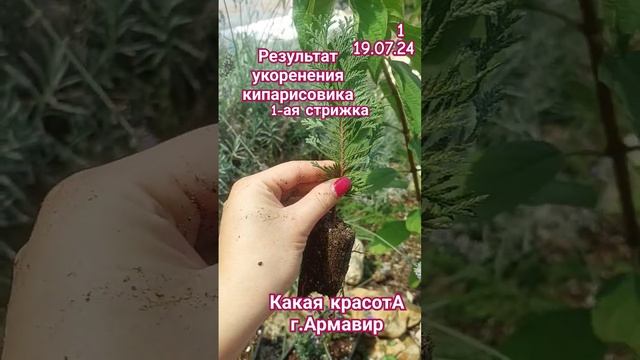 Результат укоренения Кипарисовика Лавсона "Алюми" 19.07. смотреть онлайн