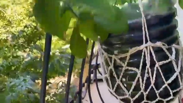 Мои петунии. Лето 2024г. смотреть онлайн