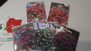 Сею бальзамины. Импатиенс. Как сеять мелкие семена.