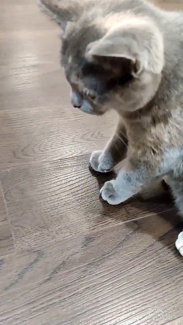 Тот самый момент, когда принесли в дом неправильную иг смотреть онлайн