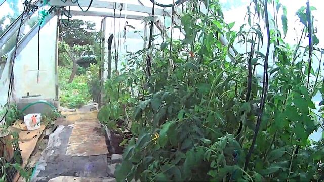 1684 Мульча картоном в теплице урожай войлочной вишни