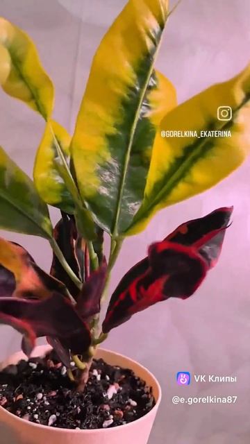 Кротон Мамми смотреть онлайн