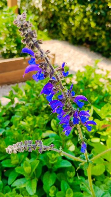 Краски Прованса☀️/ couleurs de Provence#shotrs #provence #france #paysagemagnifiq смотреть онлайн