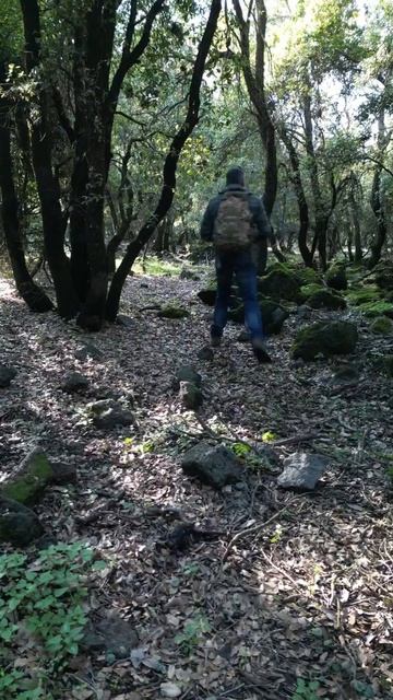 Таинственный лес... что то там есть .... смотреть онлайн