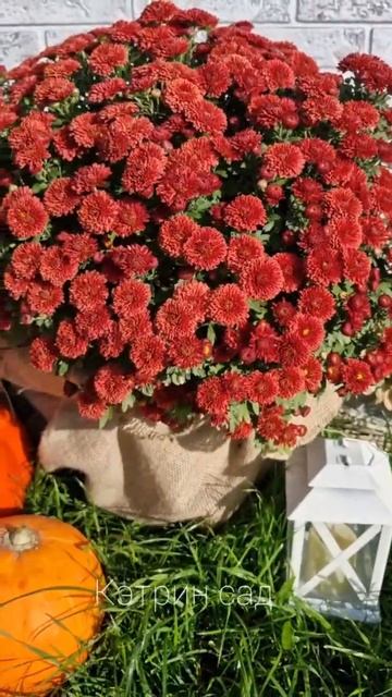 Мультифлора - цветок осени. Собираю коллекцию ранних с смотреть онлайн