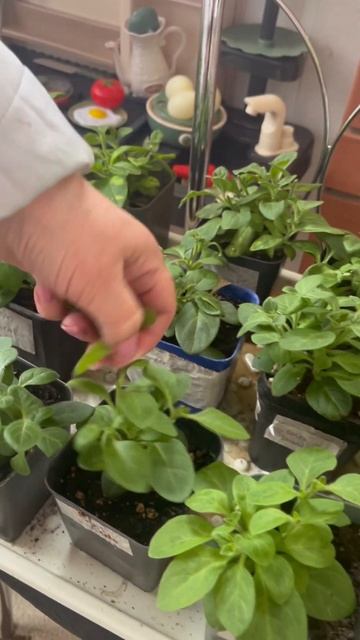 Прищипываем рассаду петунии: формируем пышные кустик?