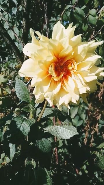 16 сентября 2024 г. #Георгин #Dahlia смотреть онлайн