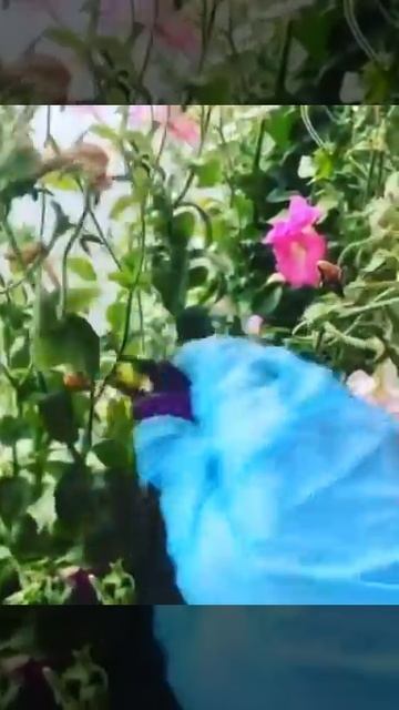 Петунии красивые и пышные. Чтобы петунии цвели долго! смотреть онлайн