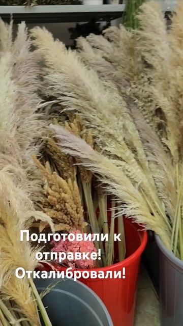 Высушена и откалибрована! Пампасная трава опт Краснод смотреть онлайн