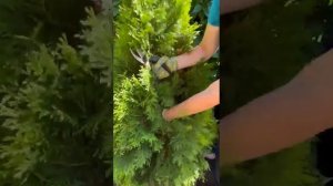 Обрезка туи Смарагд