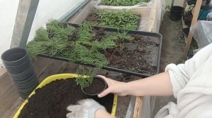 Пересадка укоренённых туй Смарагд в горшки р9.