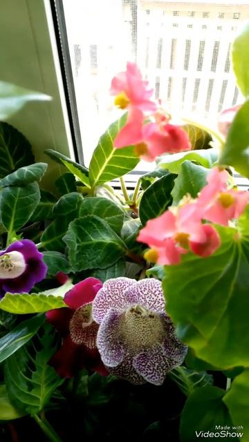 "Глоксинии первогодки радуют" смотреть онлайн